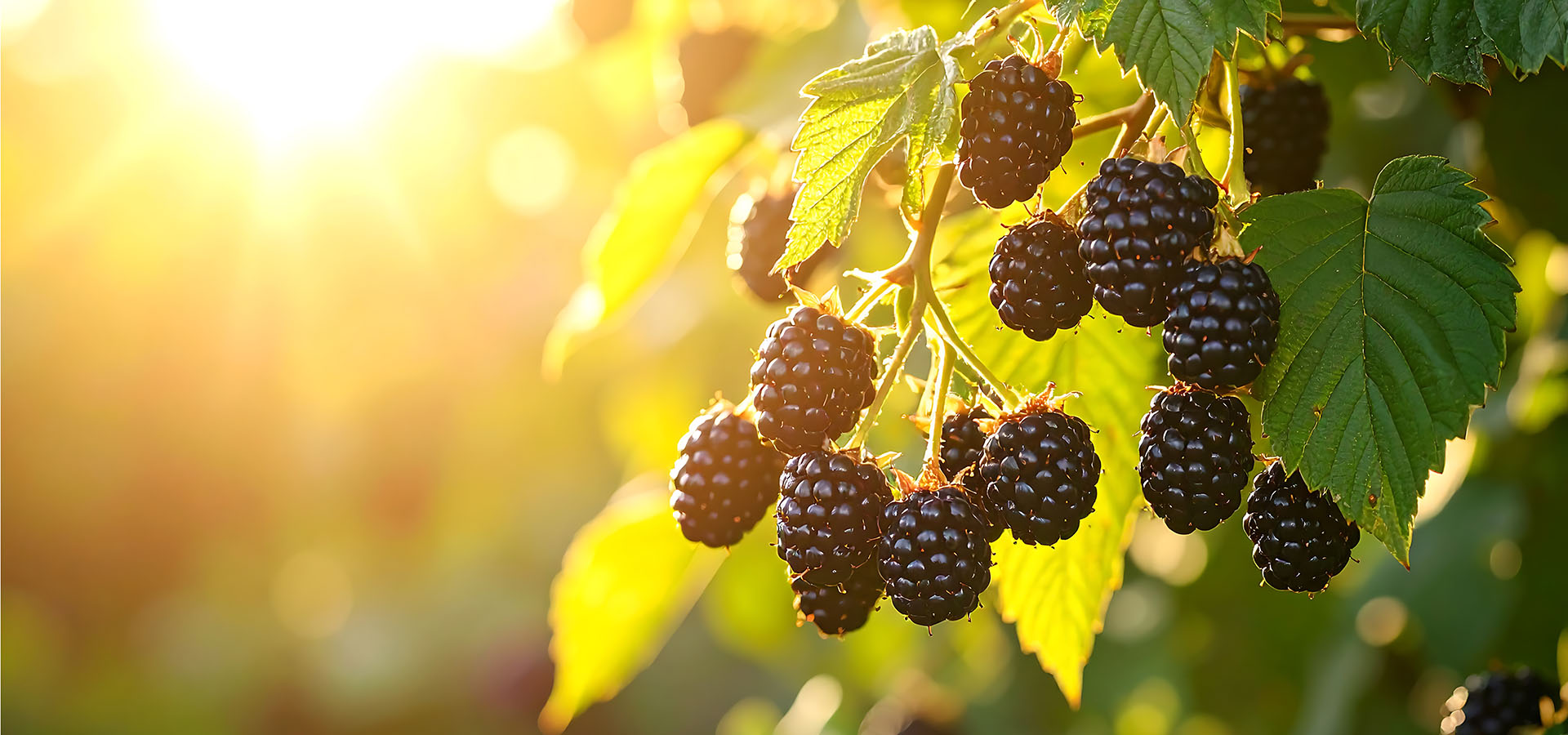 finca aguacate hass y mora gibraleon huelva social berries