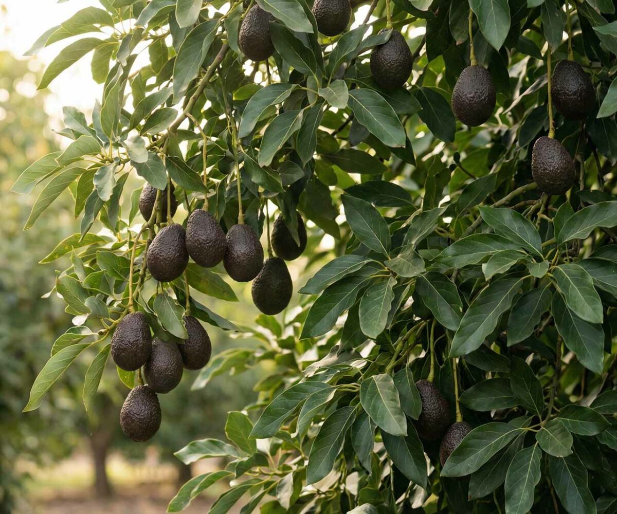 Aguacate Hass Huelva