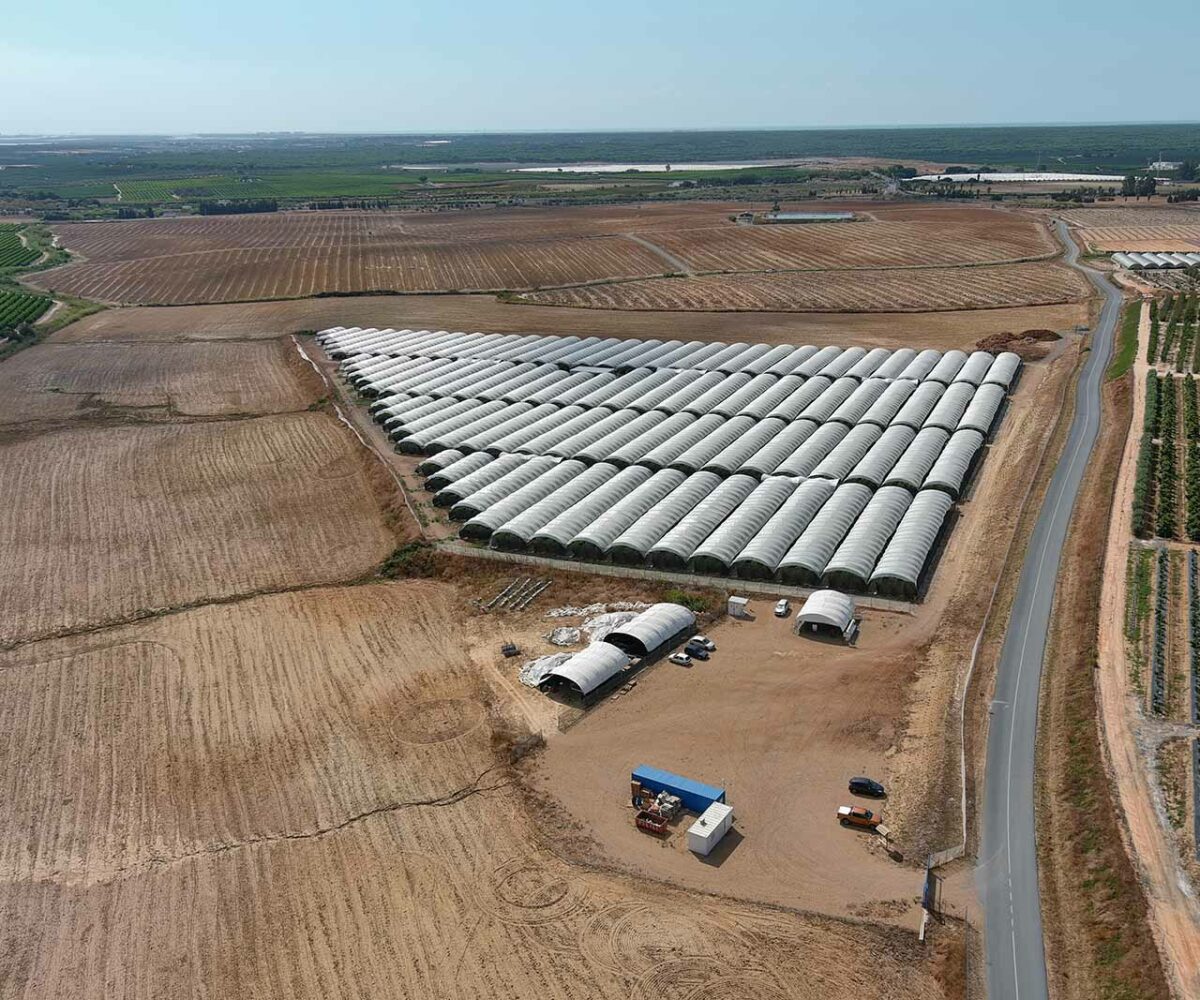 Finca Social Berries